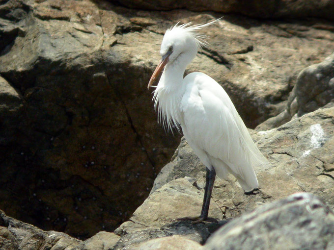 Chinese Egret