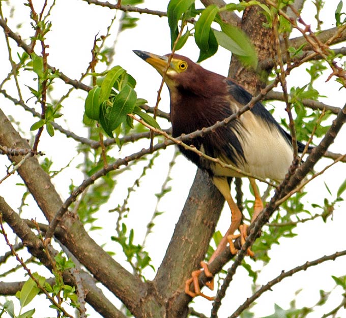 Chinese Pond Heron