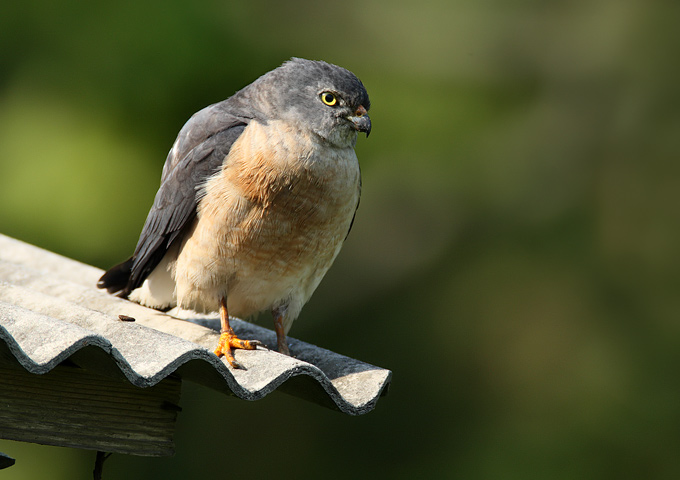 Chinese Sparrowhawk