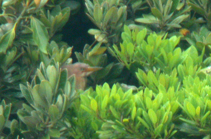 Cinnamon Bittern