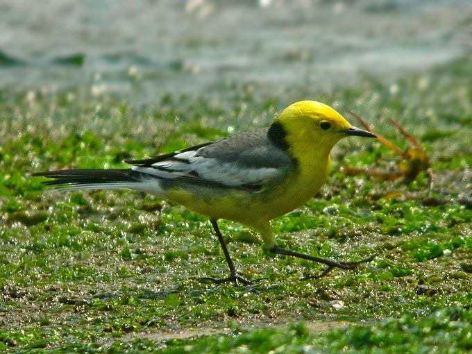 Citrine Wagtail