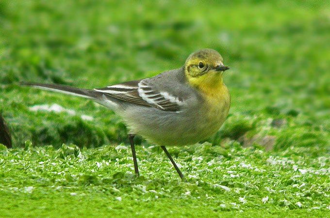 Citrine Wagtail