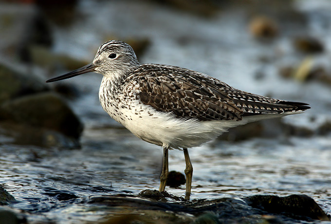 Common Greenshank