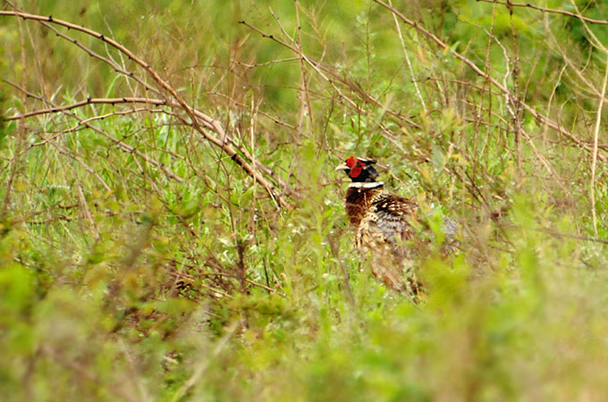 Common Pheasant