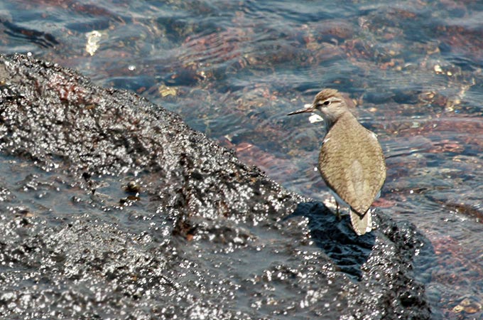 Common Sandpiper