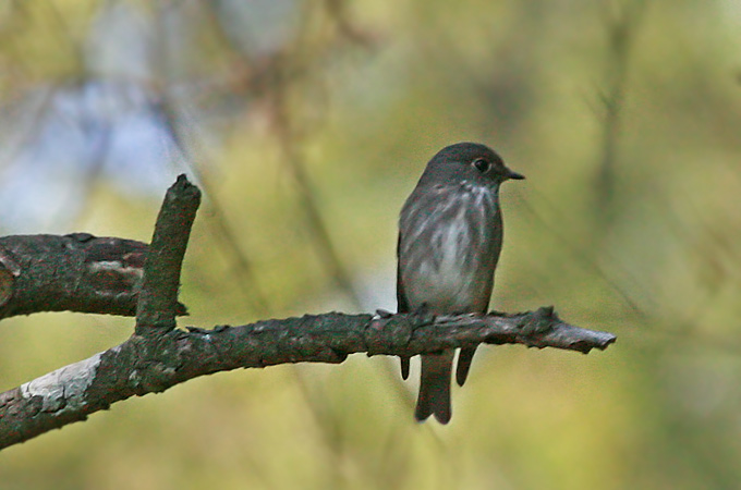 Dark-sided Flycatcher