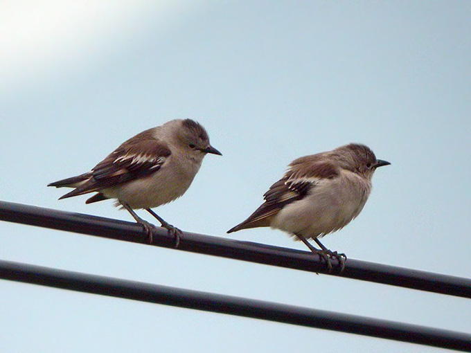 Daurian Starling