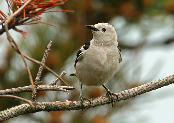 Daurian Starling
