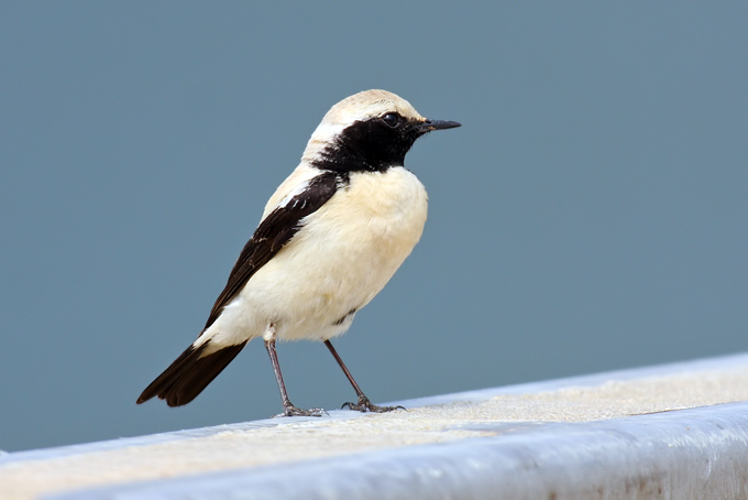 Desert Wheatear