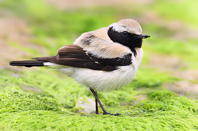 Pied Wheatear