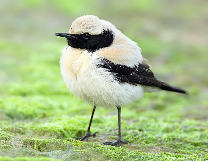 Desert Wheatear