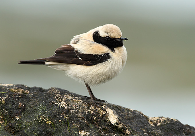 Desert Wheatear