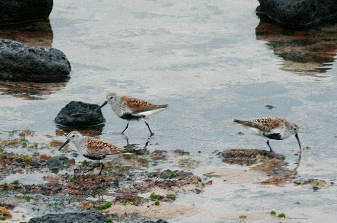 Dunlin