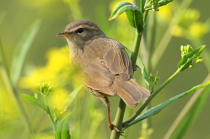 Dusky Warbler