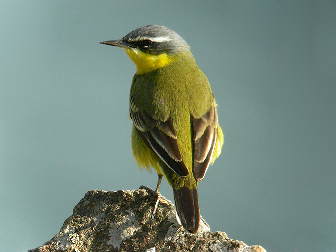 Eastern Yellow Wagtail
