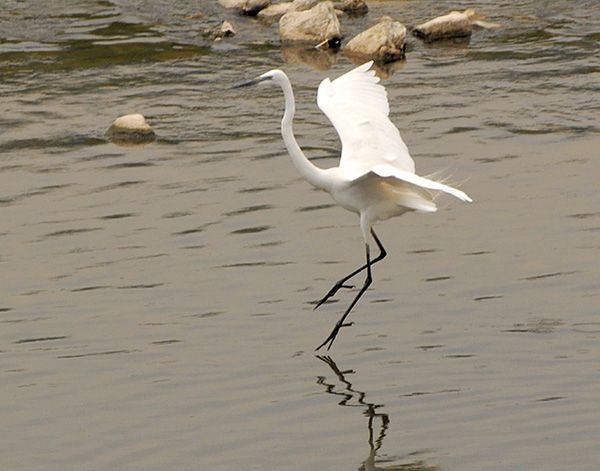 Great Egret
