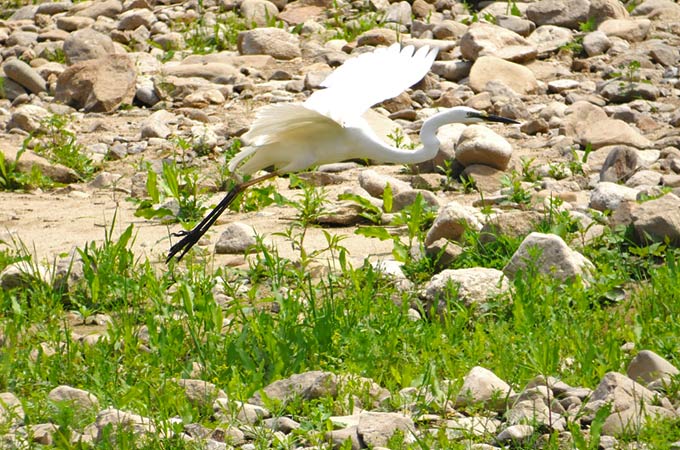 Great Egret