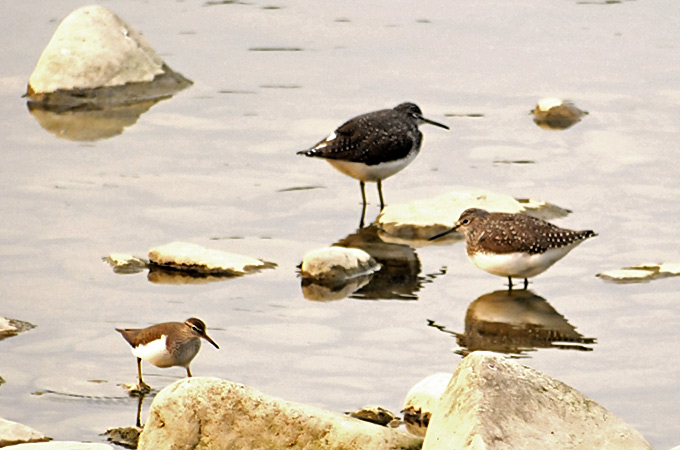 Green Sandpiper