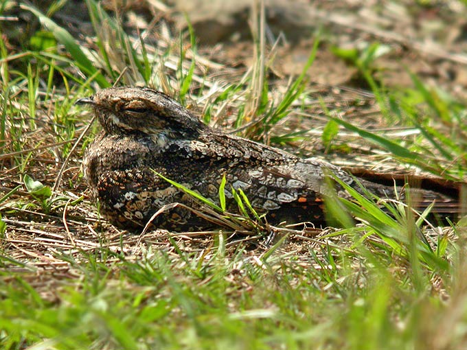 Grey Nightjar