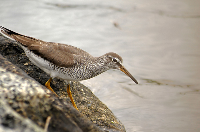 Grey-tailed Tattler