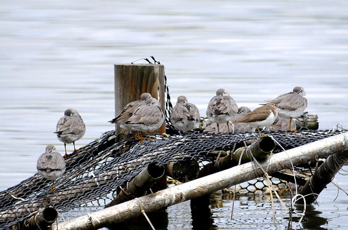 Grey-tailed Tattler