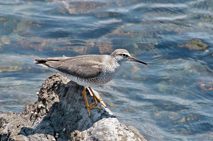 Grey-tailed Tattler