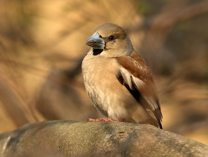 Hawfinch