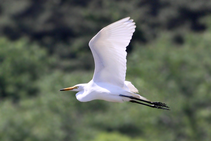 Intermediate Egret