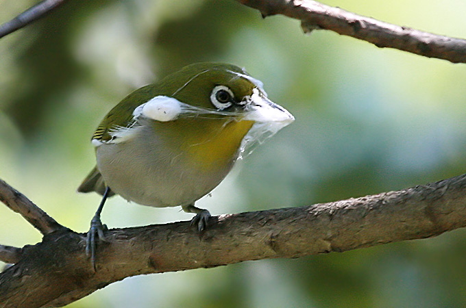 Japanese White-eye