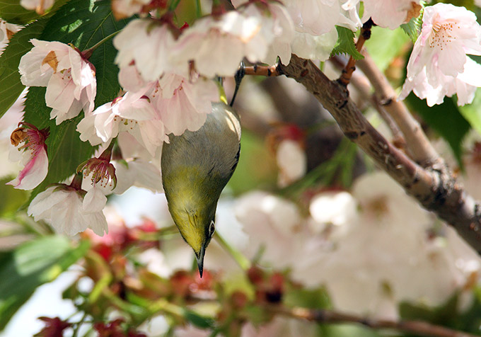 Japanese White-eye