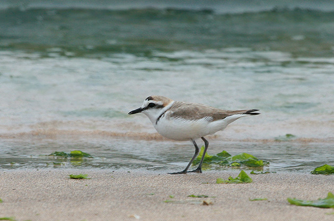 Kentish Plover