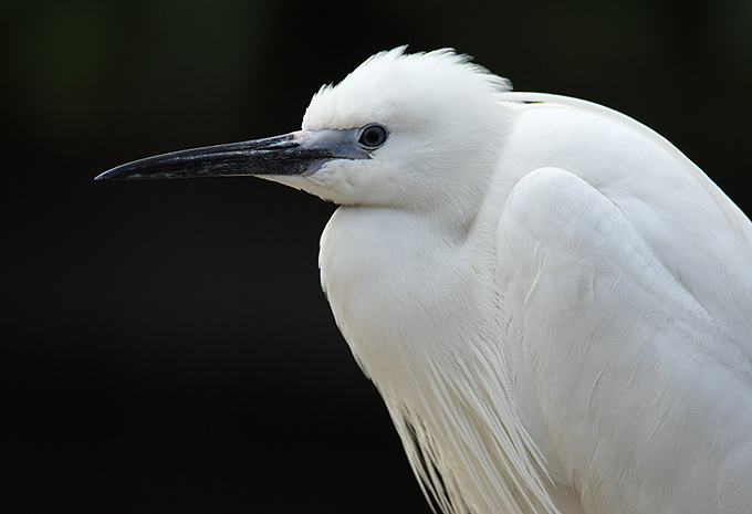 Little Egret
