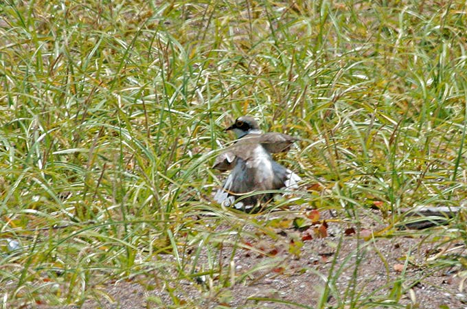 Little Ringed Plover