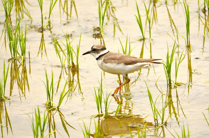 Long-billed Plover