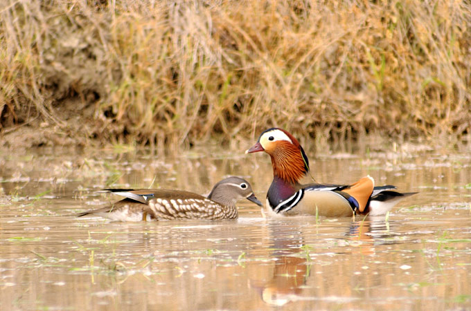 Mandarin Duck