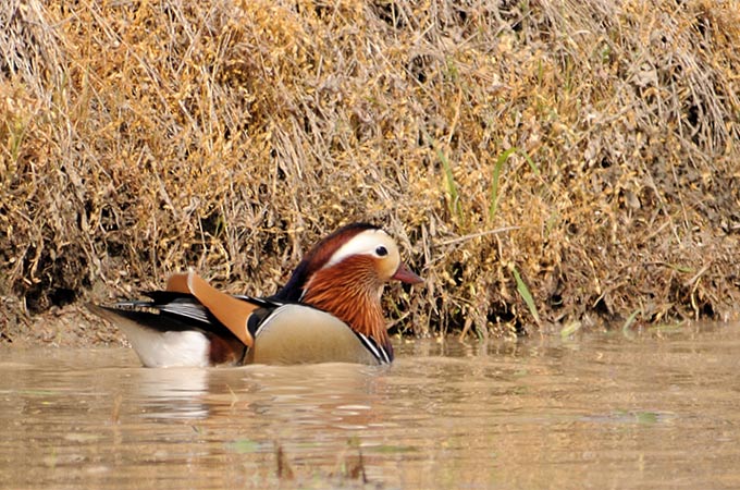 Mandarin Duck