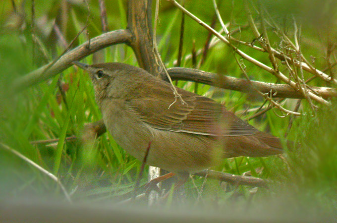 Middendorff's Grasshopper Warbler