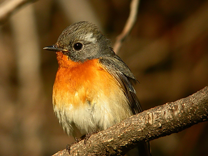 Mugimaki Flycatcher