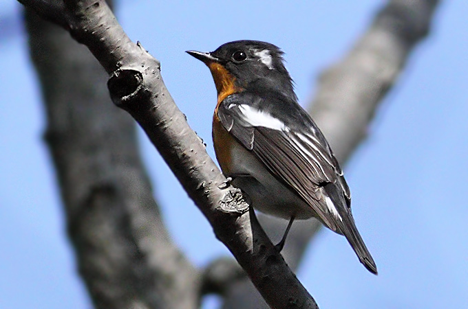 Mugimaki Flycatcher