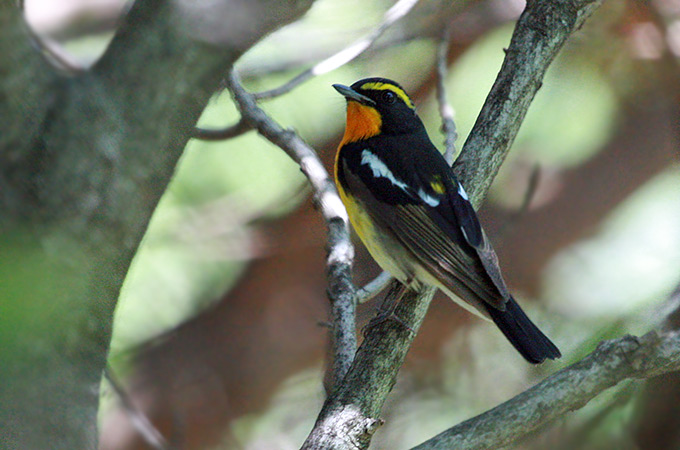 Narcissus Flycatcher