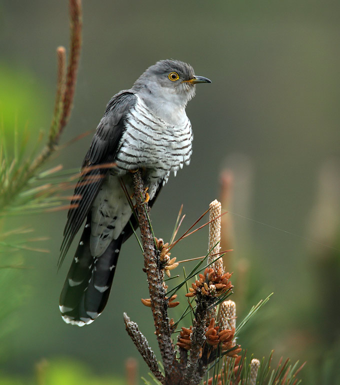 Oriental Cuckoo