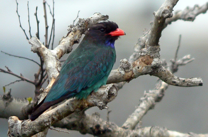 Oriental Dollarbird