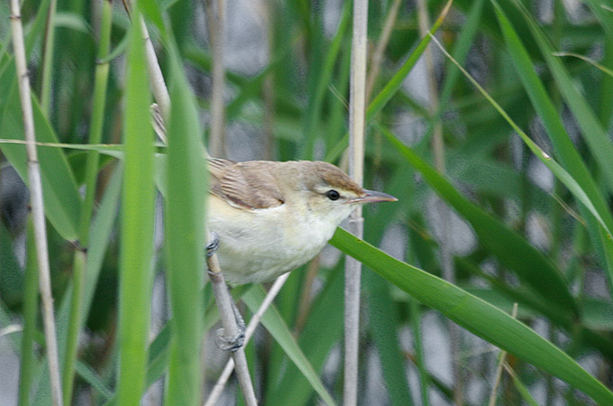 Oriental Reed Warbler