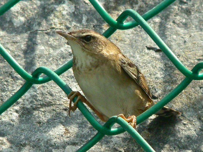 Pallas's Grasshopper Warbler