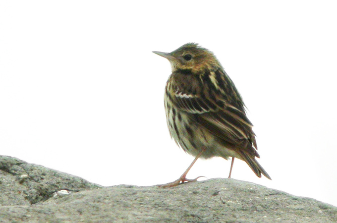 Pechora Pipit