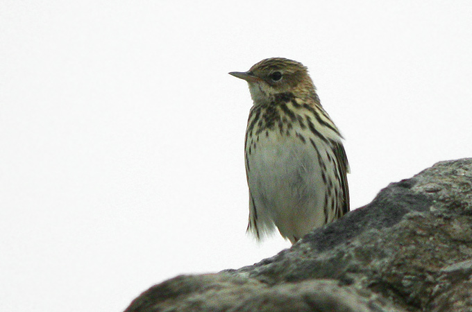 Pechora Pipit