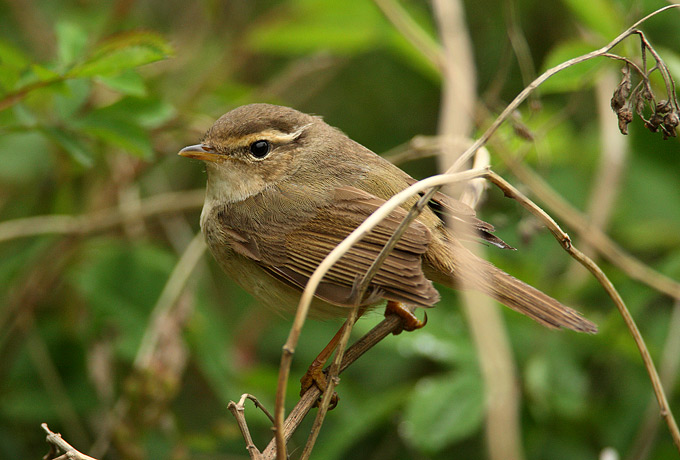 Radde's Warbler