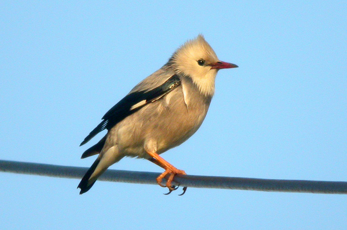 Red-billed Starling