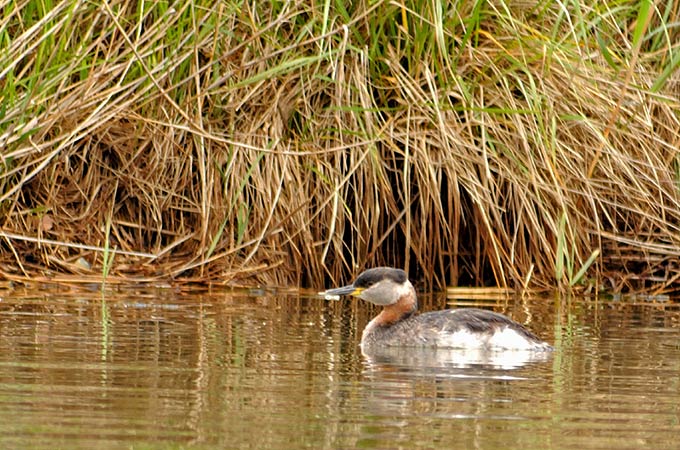 Red-necked Grebe