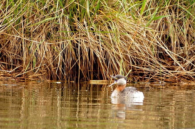Red-necked Grebe